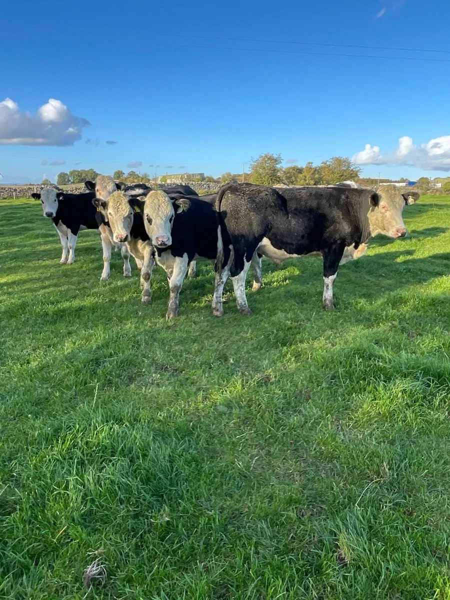 20 Hereford bullocks - Image 1