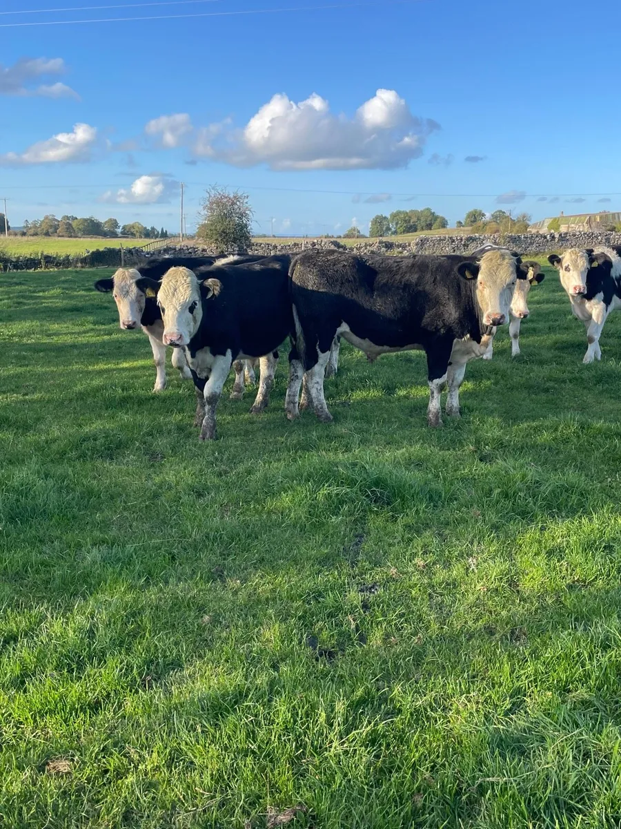 20 Hereford bullocks - Image 3