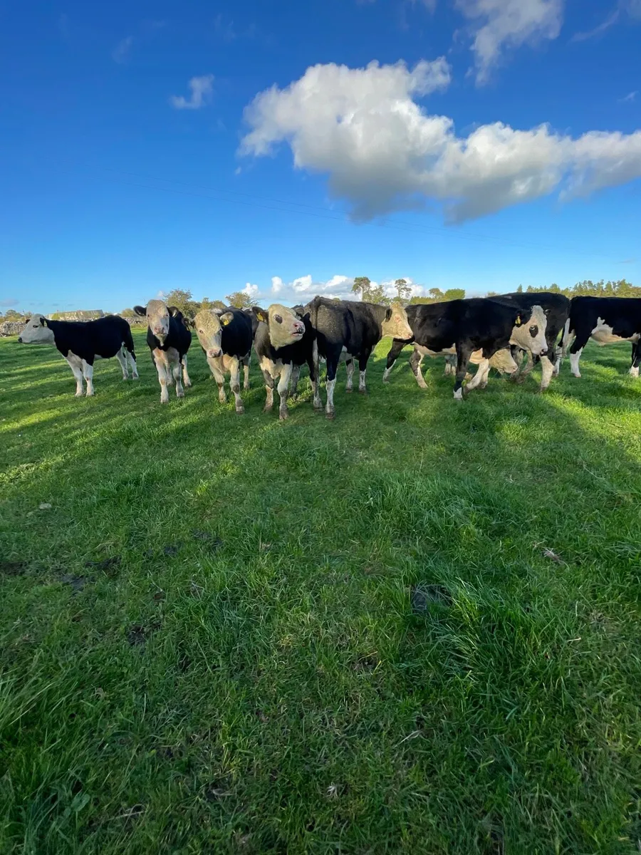 20 Hereford bullocks - Image 4
