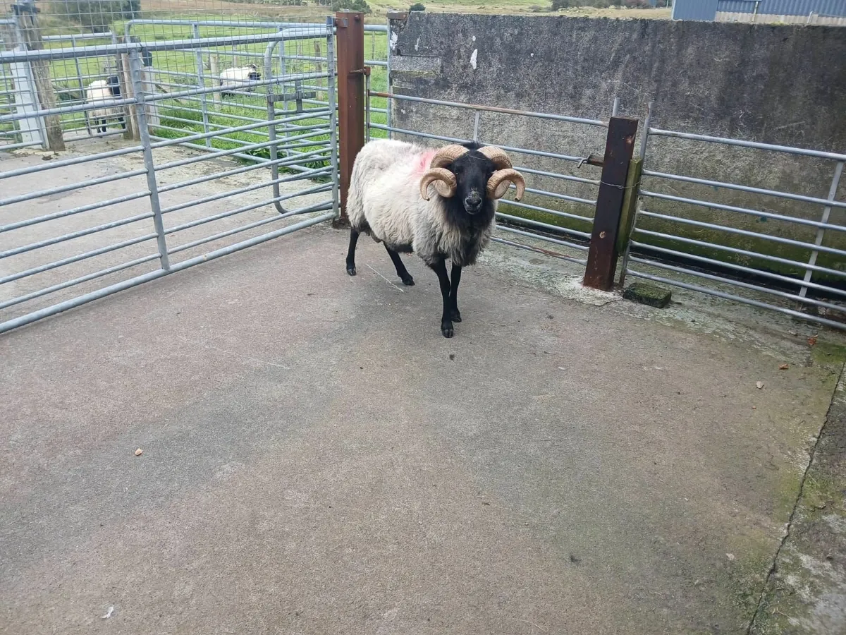 Mayo Blackface Ram SIS approved - Image 1