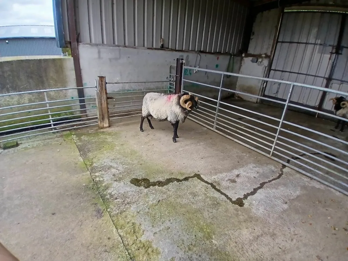 Mayo Blackface Ram SIS approved - Image 2