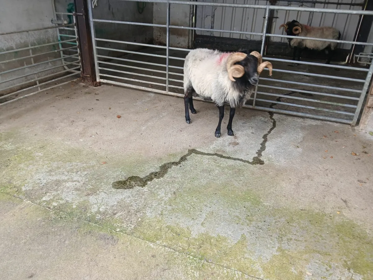 Mayo Blackface Ram SIS approved - Image 3