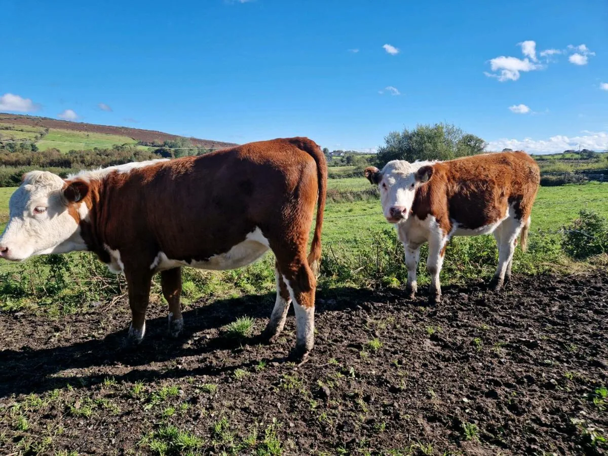 Simmental Heifers - Image 2