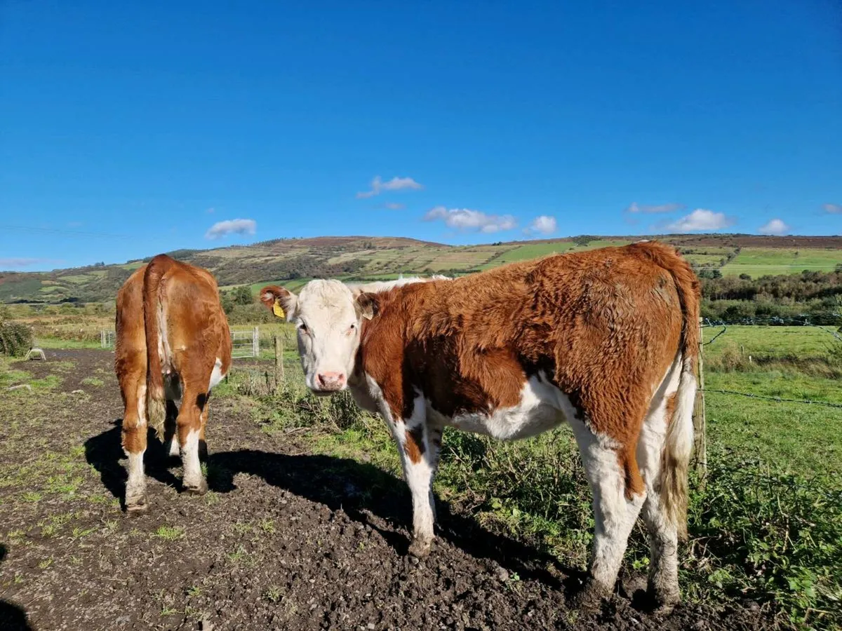 Simmental Heifers - Image 3