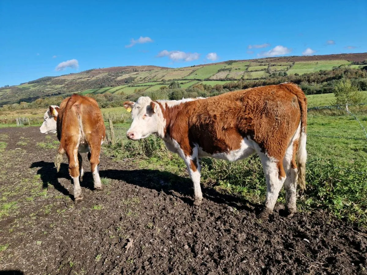 Simmental Heifers - Image 4