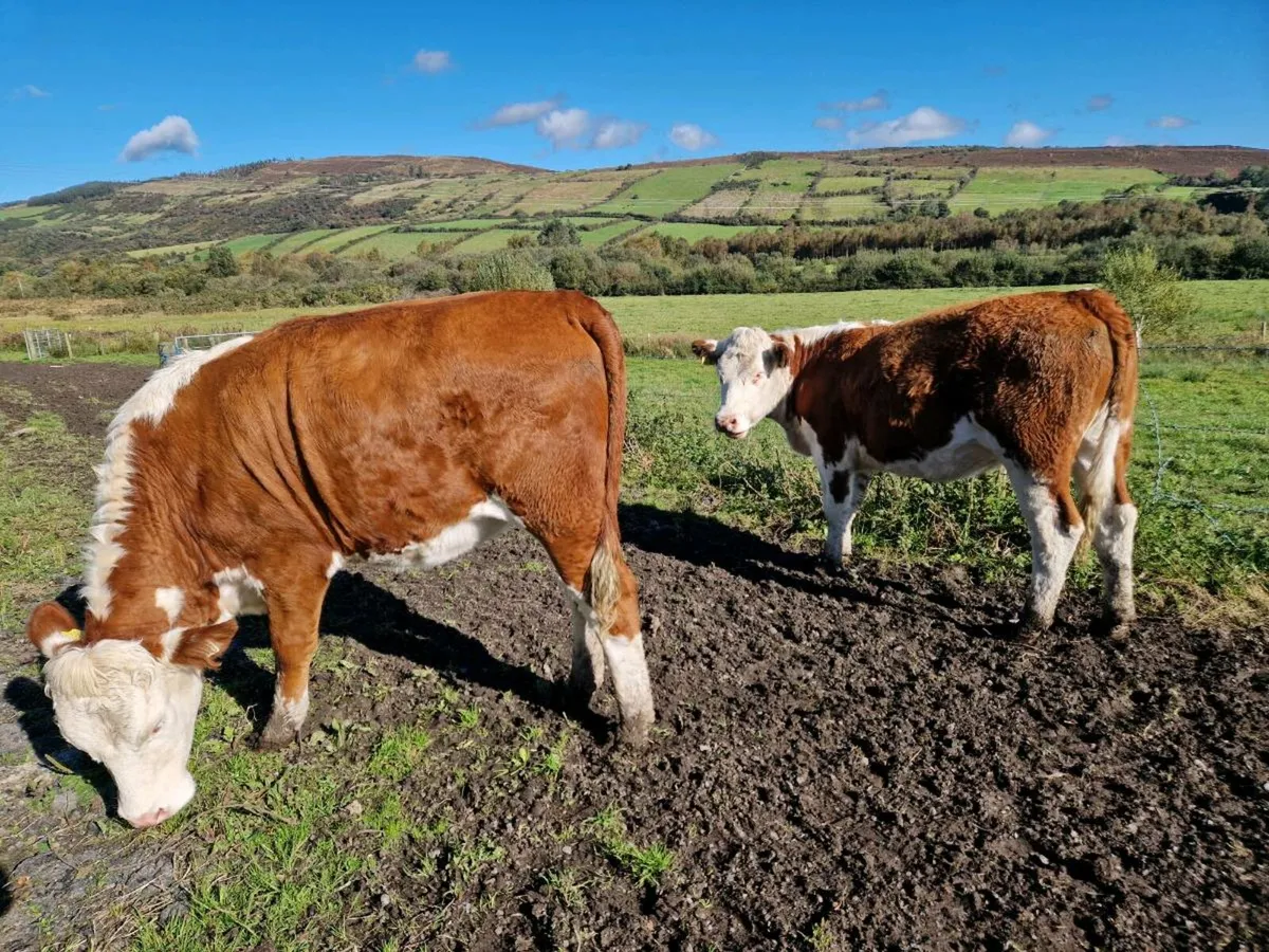 Simmental Heifers - Image 1