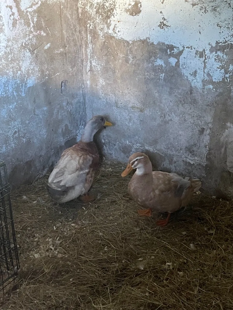 Poultry - Image 2