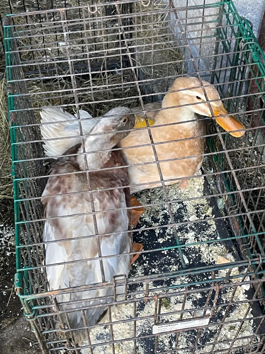 Poultry - Image 3