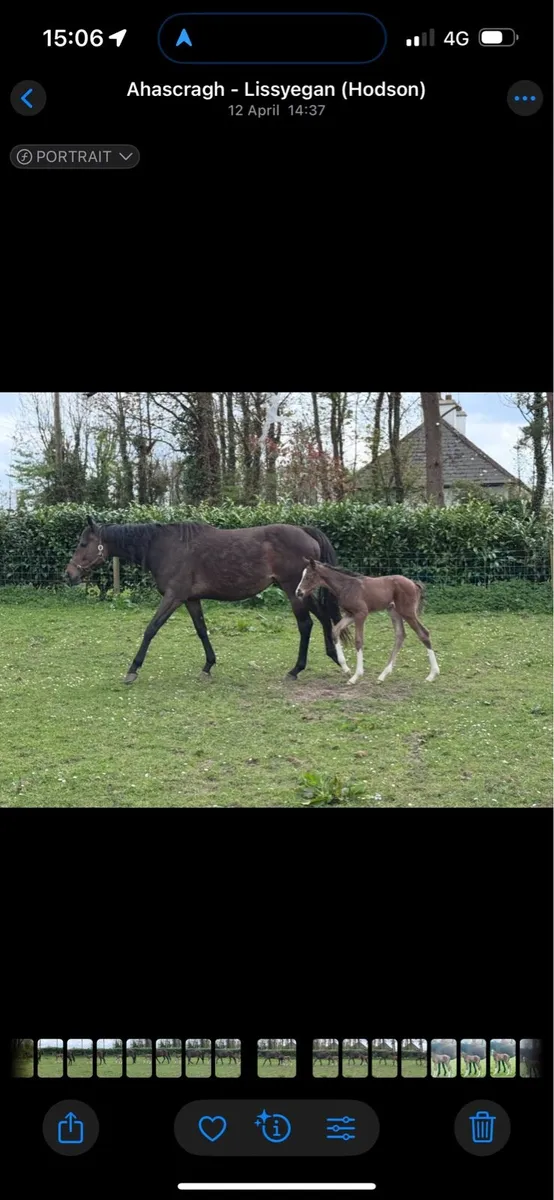 Thoroughbred Mare for sale - Image 1
