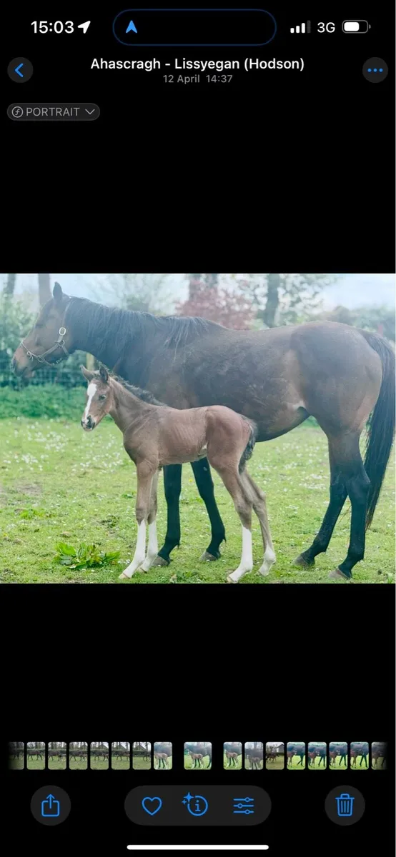 Thoroughbred Mare for sale - Image 2