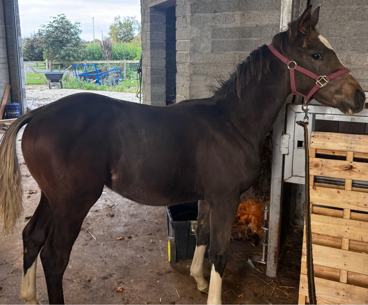Thoroughbred Mare for sale - Image 3
