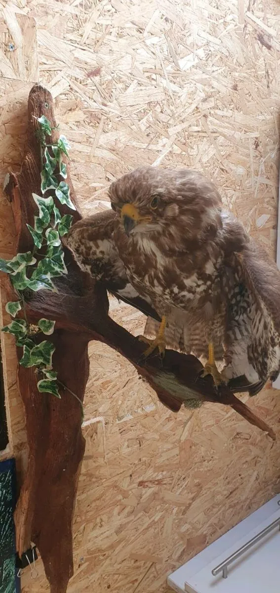 Taxidermy - Image 2