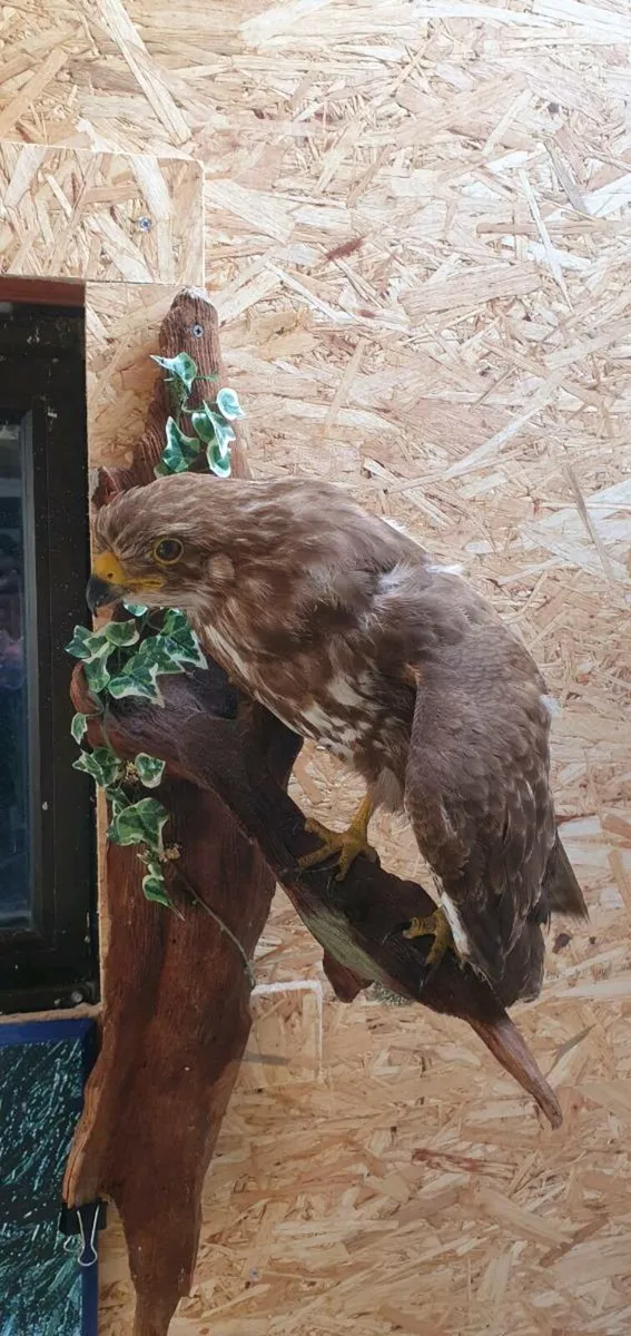 Taxidermy - Image 4