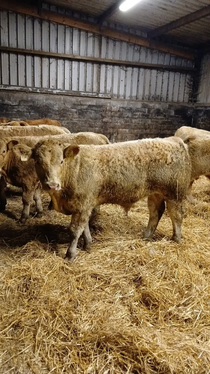 8 Super Golden Charolais Bull Weanlings - Image 1