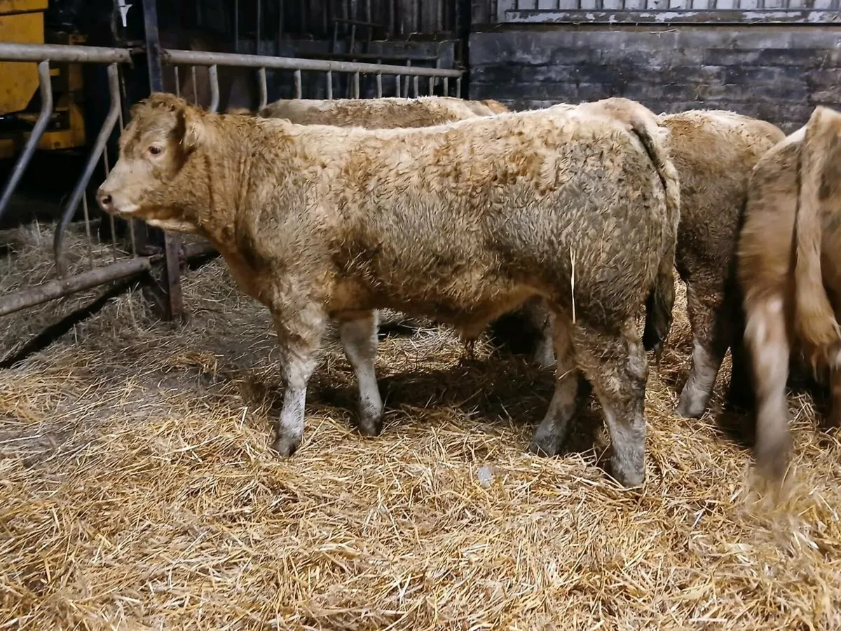 8 Super Golden Charolais Bull Weanlings - Image 2