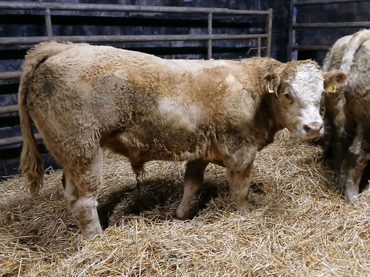 8 Super Golden Charolais Bull Weanlings - Image 4