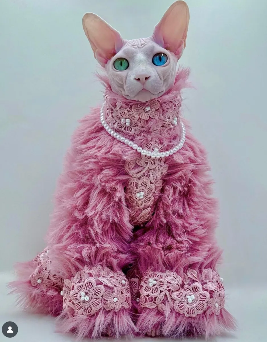 Cat odd eyed white - Image 1