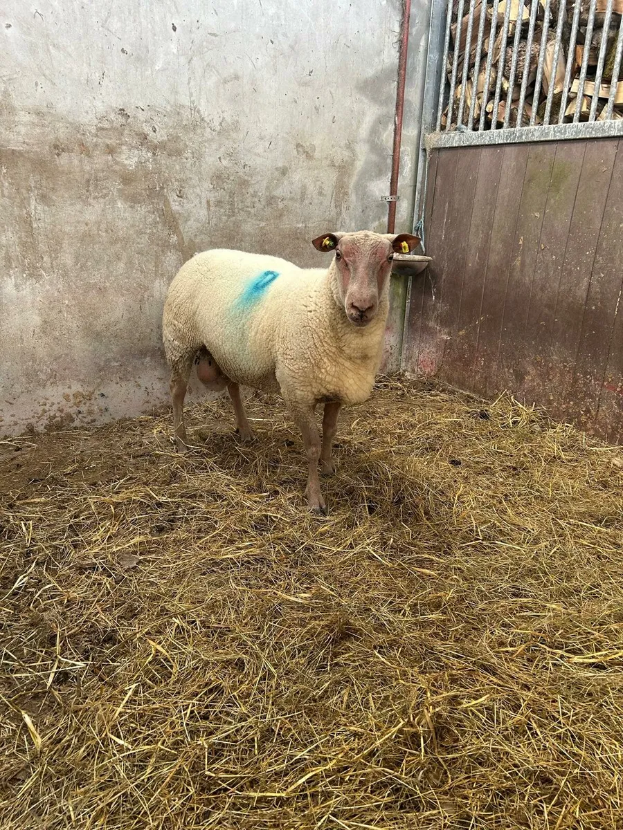 Rouge Ram - Image 1