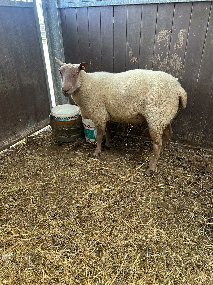 Rouge Ram - Image 2