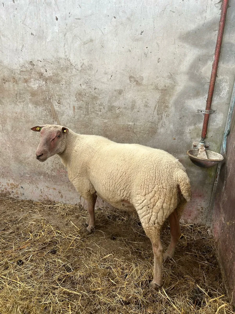 Rouge Ram - Image 4