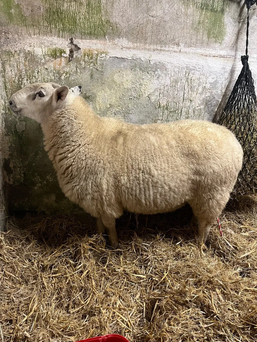 Ram - Image 1