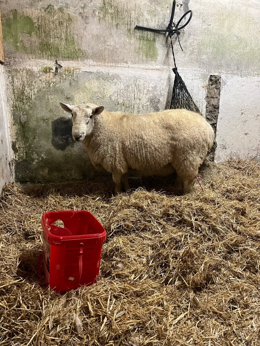 Ram - Image 3