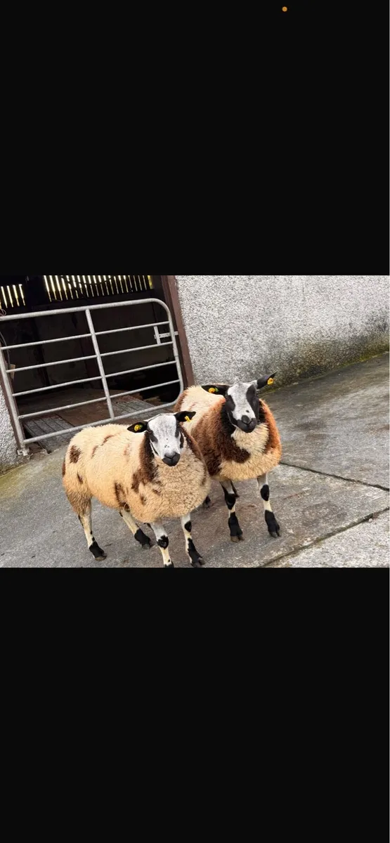 Pedigree Dutch Spotted - Image 2