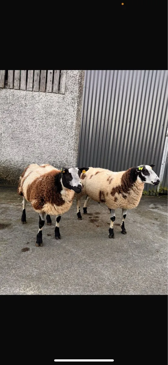Pedigree Dutch Spotted - Image 3