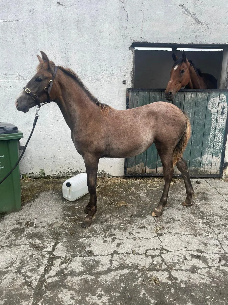 Ish filly foal - Image 1