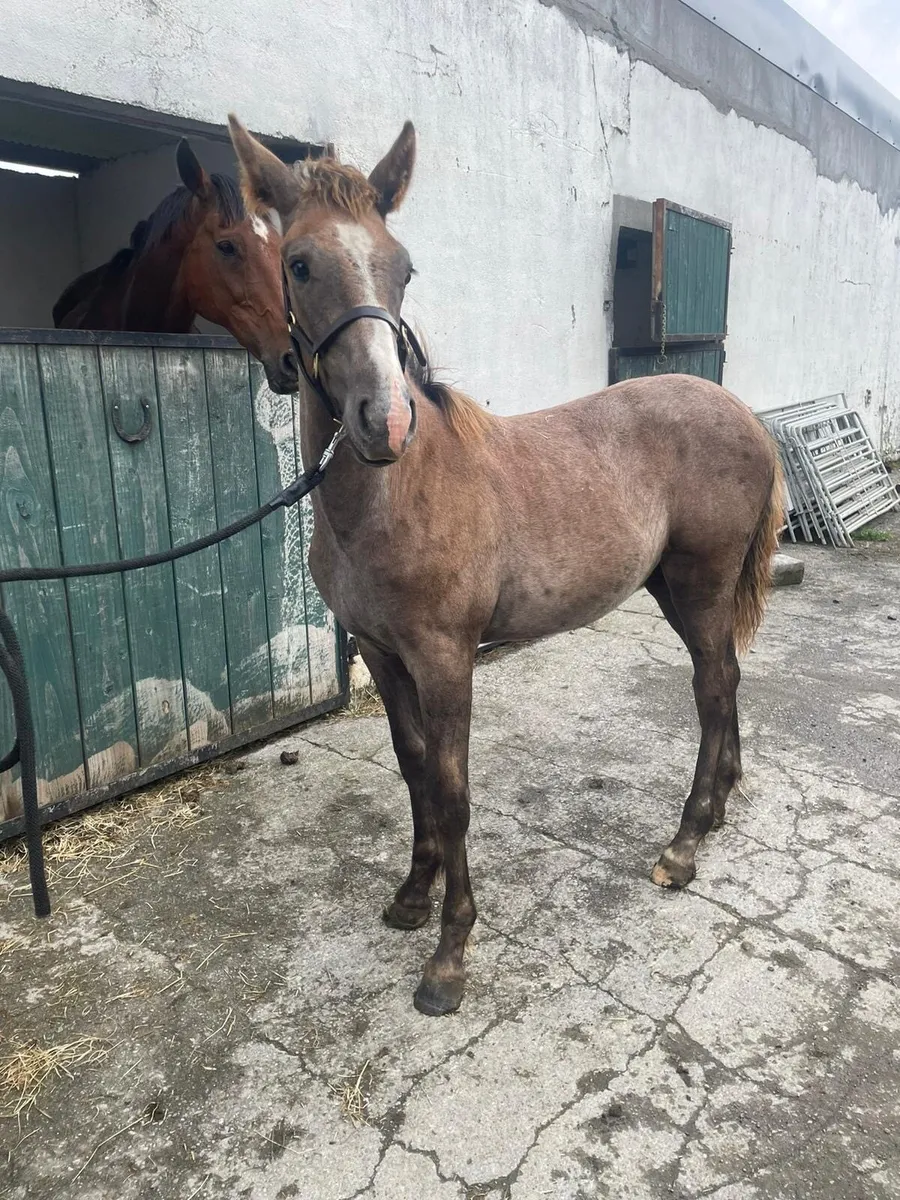 Ish filly foal - Image 3