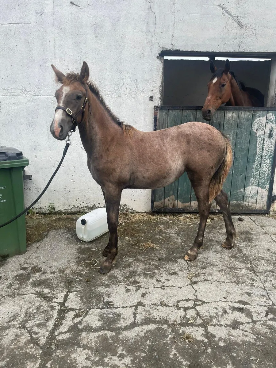 Ish filly foal - Image 4