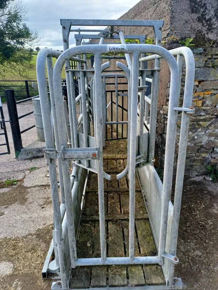 Cattle crush with scales - Image 2
