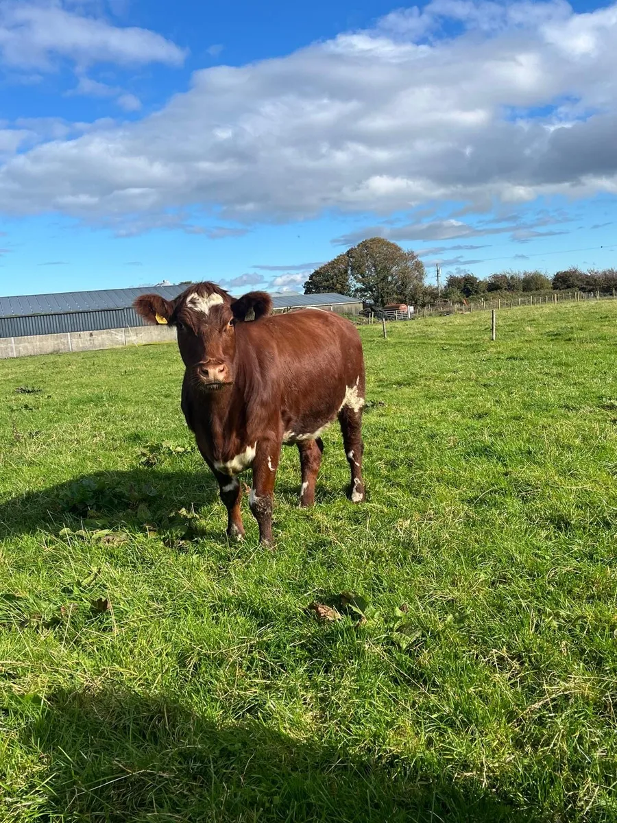 Pedigree Shorthorn heifer - Image 1