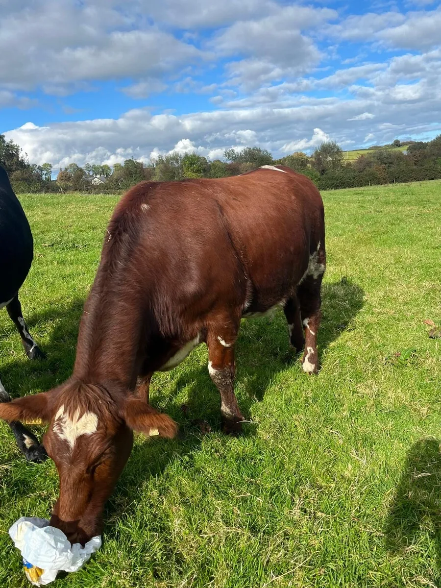 Pedigree Shorthorn heifer - Image 2