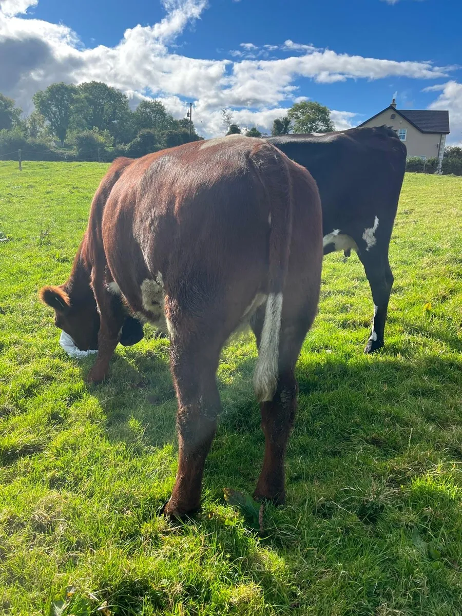 Pedigree Shorthorn heifer - Image 3