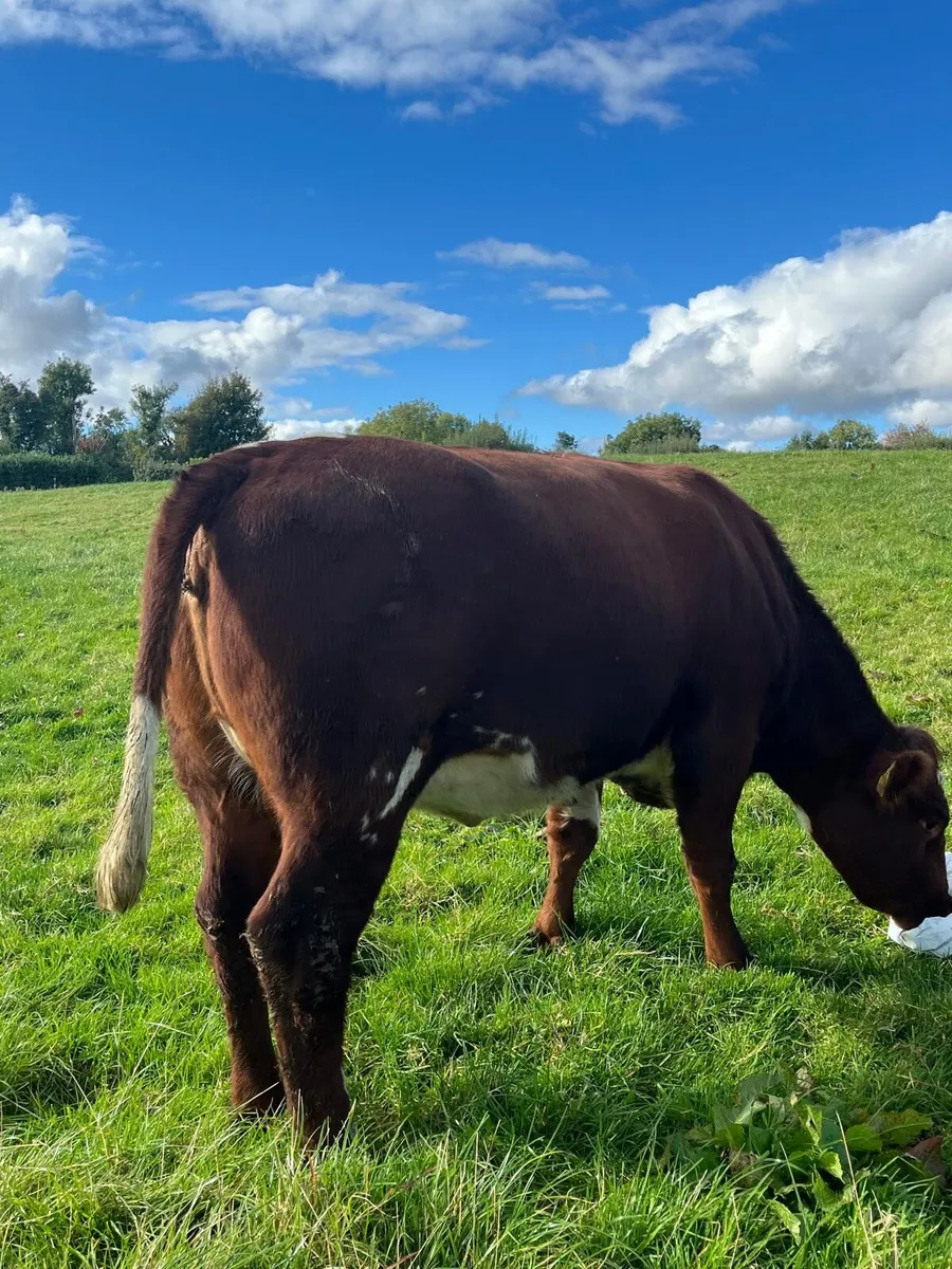 Pedigree Shorthorn heifer - Image 4