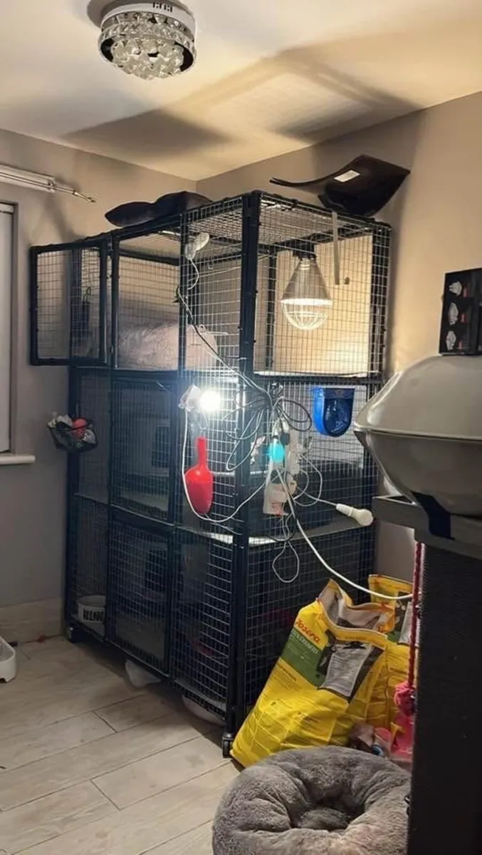 Cat breeders penthouse for queens and kittens - Image 1