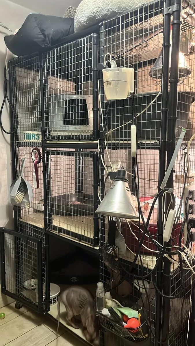 Cat breeders penthouse for queens and kittens - Image 2
