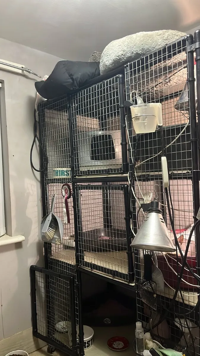 Cat breeders penthouse for queens and kittens - Image 3