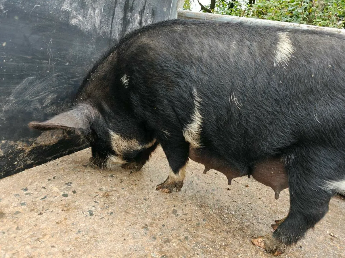 KuneKune Piglets 3 Boars left Price drop - Image 2