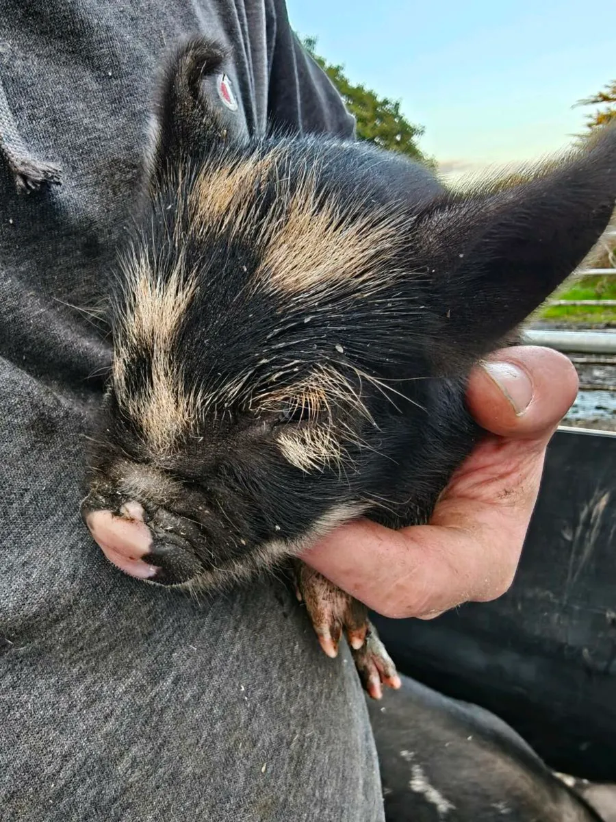 KuneKune Piglets 3 Boars left Price drop - Image 3