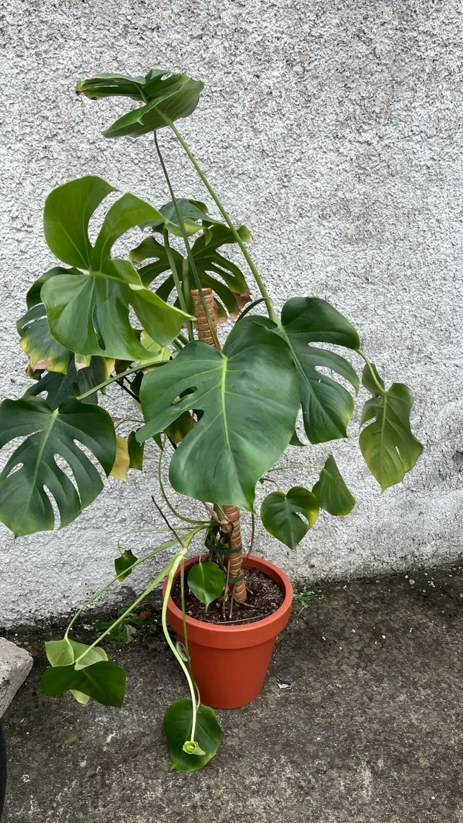 Monstera plant with pot - Image 1