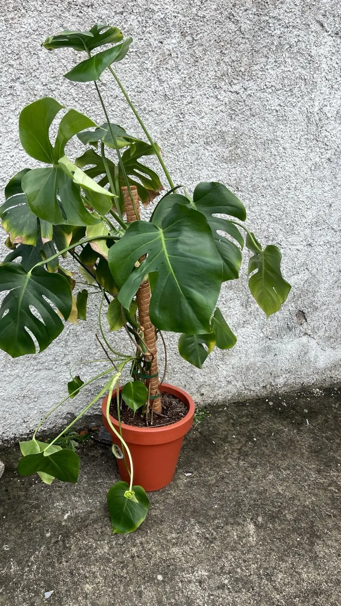 Monstera plant with pot - Image 2