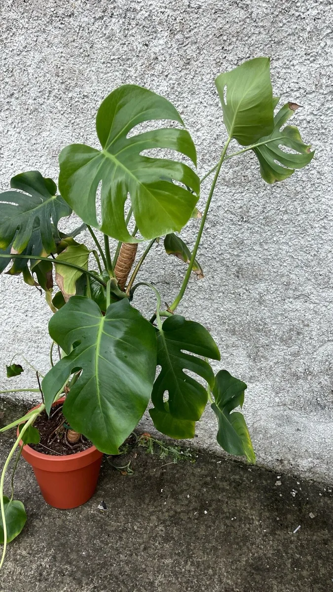 Monstera plant with pot - Image 3