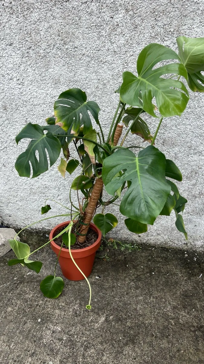 Monstera plant with pot - Image 4