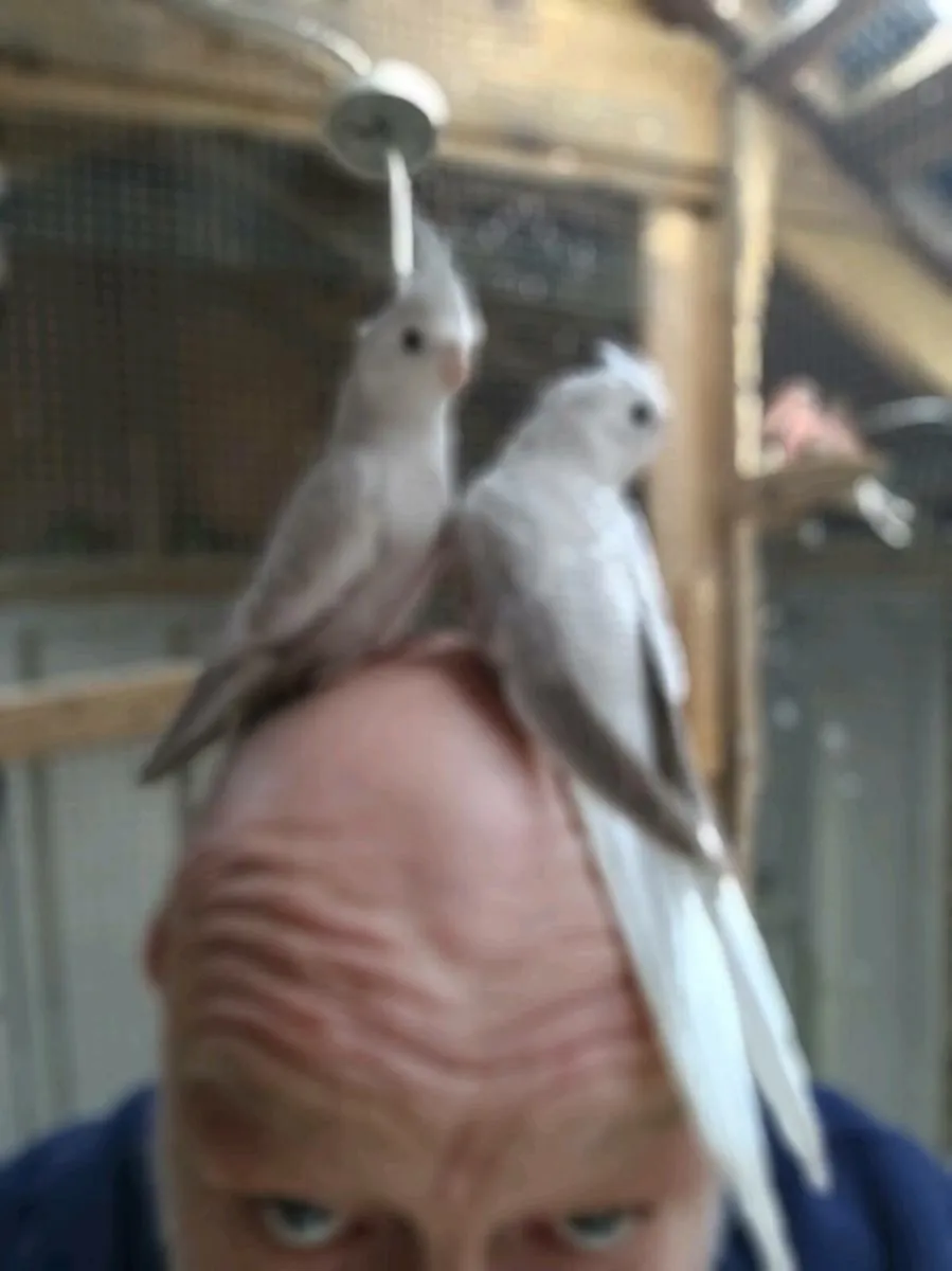 Birds - Image 1