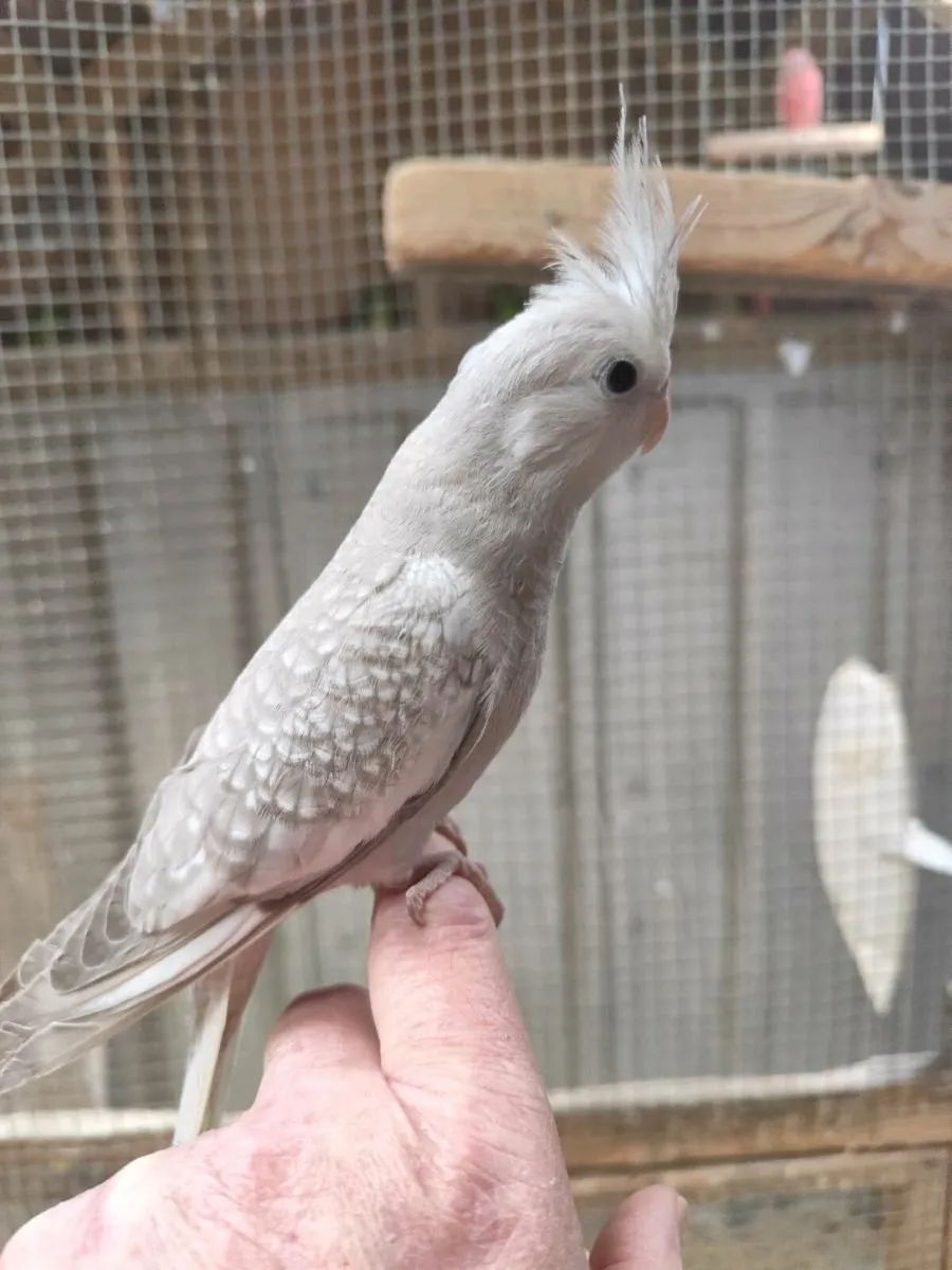 Birds - Image 2