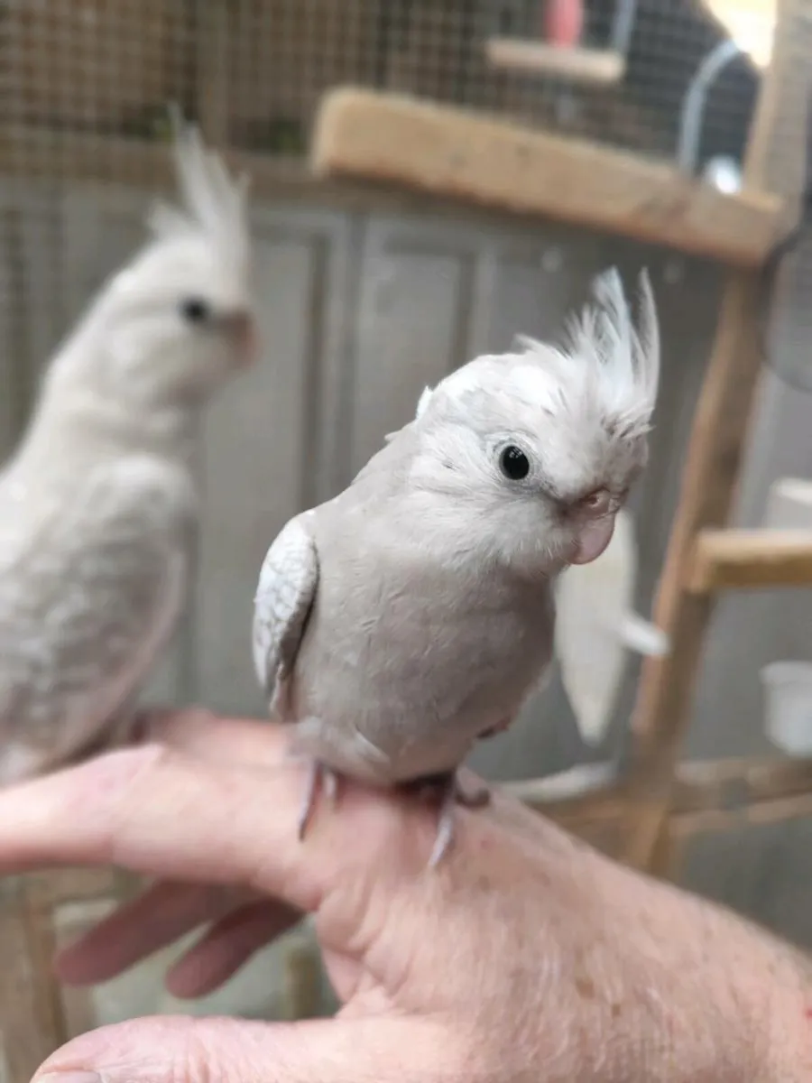 Birds - Image 3
