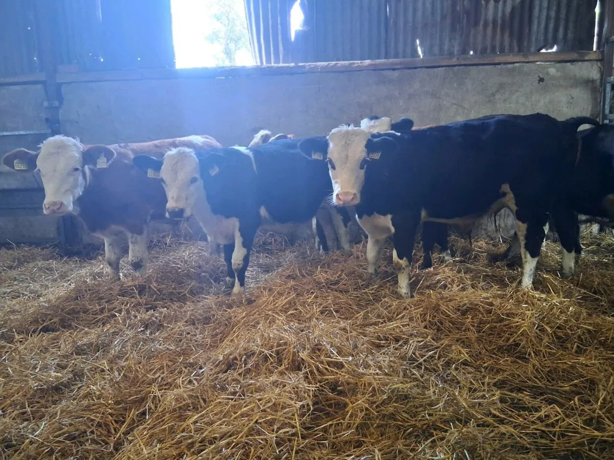 10 Bull Weanlings - Image 1