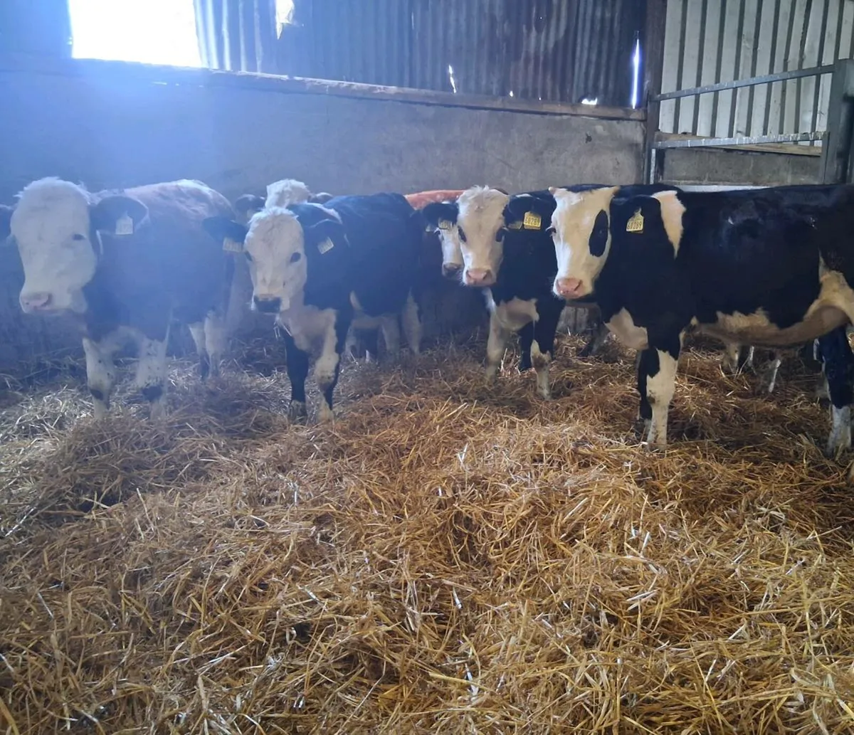 10 Bull Weanlings - Image 2